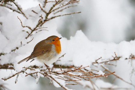 Robin shivering in the snow, perched on a small branchの写真素材