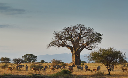 Landscape of an african park with baobab, zebras and impalaの写真素材