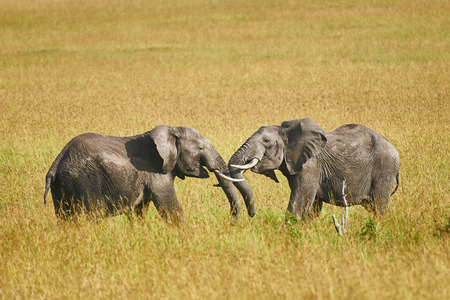 Fight between two male elephants in a park of Kenyaの写真素材