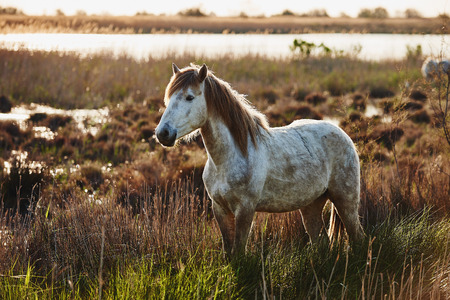 White Camargue horse photographed in backlight at sunsetの写真素材