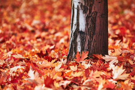 Trunk Maple and its red fallen leaves in autumnの写真素材