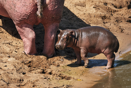 Baby hippopotamus comes out of the water and follows his momの写真素材