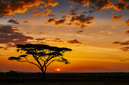 African sunset in the savannah of the Serengeti National Parkの写真素材