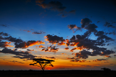 African sunset in the savannah of the Serengeti National Parkの写真素材