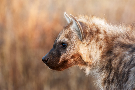 Portrait of a young hyena in Kruger National Parkの写真素材