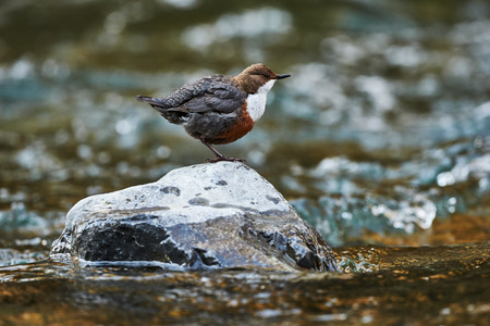 European Dipper resting on a rock in a mountain streamの写真素材