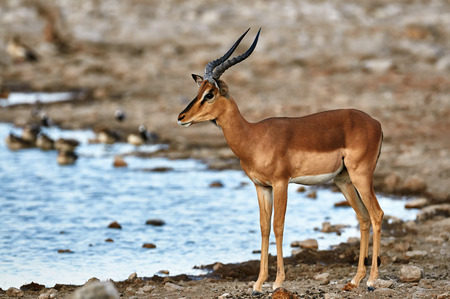 Male of black faced impala at a waterhole in Etosha National Parkの写真素材