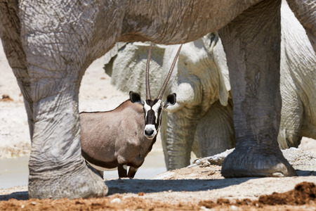 Oryx photographed between the legs of an elephantの写真素材