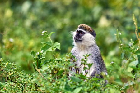 Beautiful grivet sitting in the grass in a forest near an Ethiopian lake