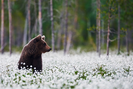 Brown bear sitting betweeen the cotton grass in a finnish forestの写真素材