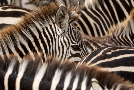 Head of a young zebra emerging from black and white stripes of zebrasの写真素材