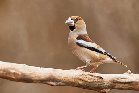 Hawfinch perched on a branch, photographed with a brown backgroundの写真素材
