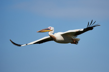 Beautiful great white pelican flying in the skyの写真素材
