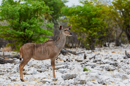 Female greater Kudu, Tragelaphus strepsiceros in a Namibian Parkの写真素材