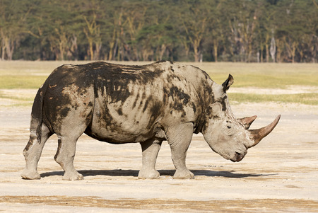 endangered white rhino standing in, covered with mudの写真素材
