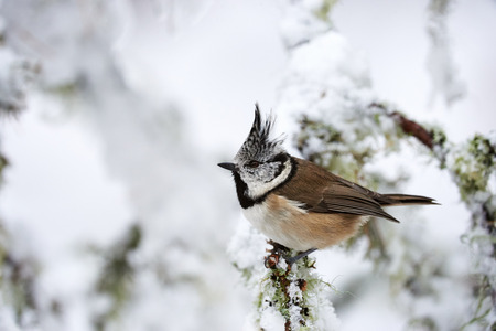 Beautiful european crested tit photographed in winter in a snowy environmentの写真素材