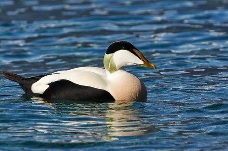 Male common eider swimming in blue waterの写真素材