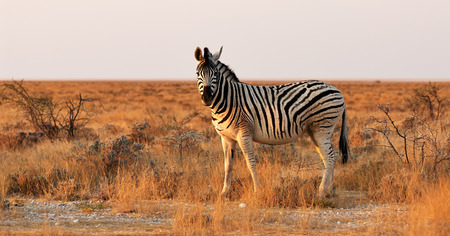 Lonely Zebra  photographed in a Namibian Park at late afternoonの写真素材