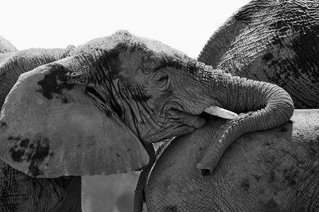 A young elephant photographed in black and white while leaning the back of another elephantの写真素材