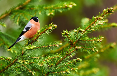 bullfinch male perched on a small pine tree branch in a Finnish forestの写真素材