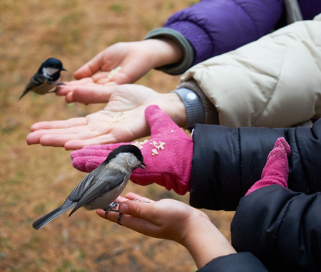 Tits confidants eat from the hands of children and adults in winter
