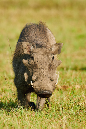 Cute and funny warthog photographed the African savannaの写真素材