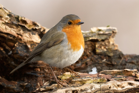 Beautiful Robin perched on a big  branchの写真素材