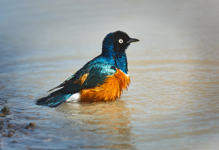 Beautiful and colorful superb Starling takes a bath in a small puddle of waterの写真素材