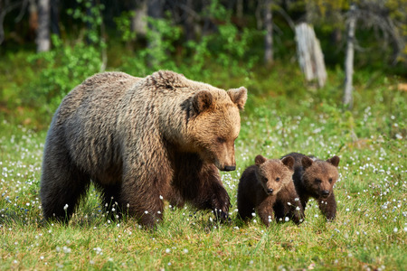 Mother bear walking in Finnish taiga with its small cubs