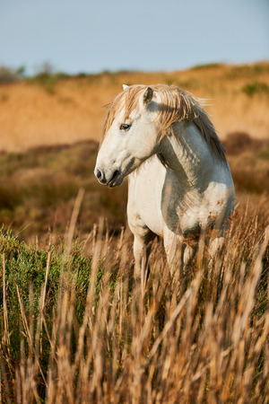 Beautiful white horse of Camargue photographed verticallyの写真素材