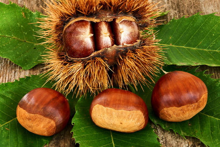 Delicious chestnuts and leaves on an old wooden tableの写真素材