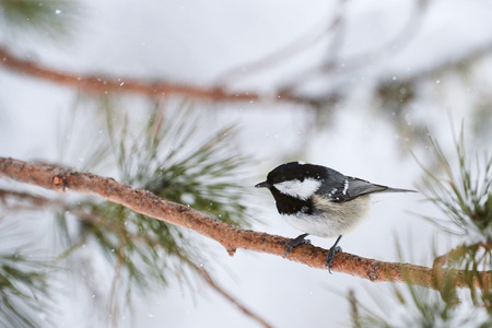 Coal tit under a heavy snowfall in a cold winter