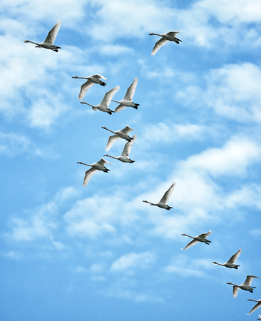 Flock of whooper swans in flightの写真素材