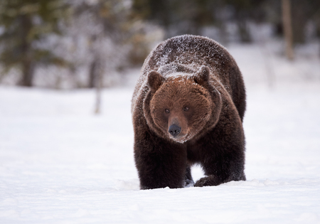 Big brown bear walking in snow in the finnish taiga