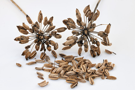 fennel seeds photographed on white backgroundの写真素材