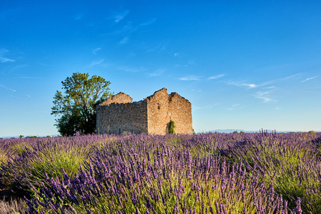 Old abandoned ruin in the midst of lavender in Provenceの写真素材