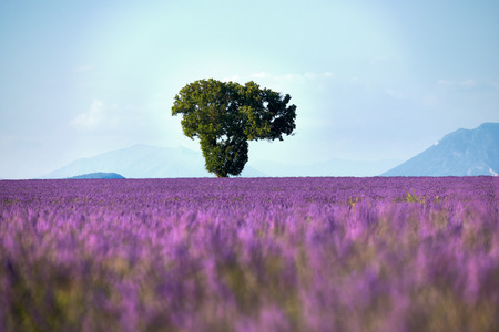 lonely tree in the middle of a field full of flowers of lavenderの写真素材