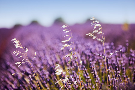 white herbs among the purple lavender flowers