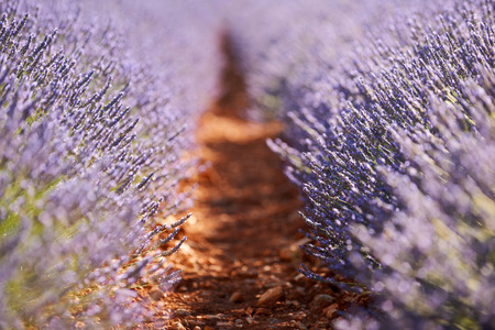 Rows of purple lavender flowers, blurred intentionally