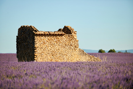 lavender flowers intentionally blurred in the foreground and an old ruin in the backgroundの写真素材