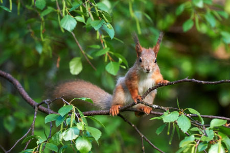European squirrel climbs a tree and looks at the photographerの写真素材