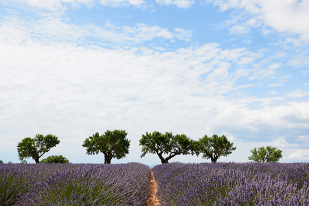 Provence landscape photographed vertically, with lavender, trees and a beautiful sky with white clouds.の写真素材
