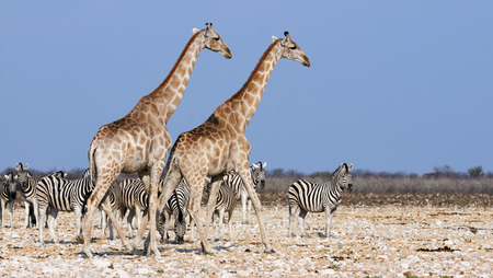 Two giraffes and a herd of zebras walk near a waterhole in Namibia's savannahの写真素材