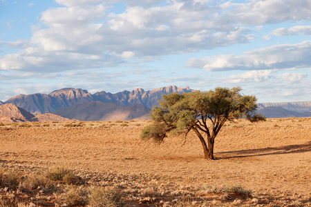 Namibian landscape with treeの写真素材