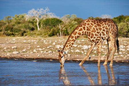 Beautiful giraffe is drinking in a waterhole in a Namibian parkの写真素材