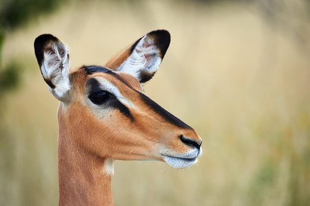 Portrait of a beautiful female blacke faced impale photographed in Namibiaの写真素材