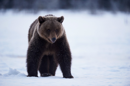 Beautiful brown bear walking in the snow in late winter. Photographed in Finland.の写真素材