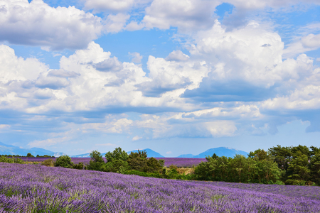 Provence landscape photographed vertically, with lavender, trees and a beautiful sky with white clouds.の写真素材