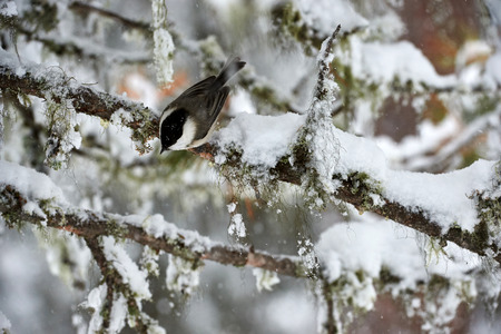 Willow tit under a heavy snowfall in a cold winterの写真素材