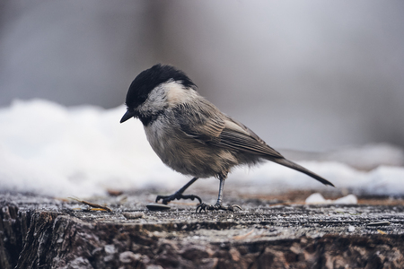 beautiful willow tit photographed in winter, matte style.の写真素材